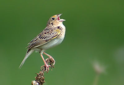 sparrow-blogsingnews.jpg