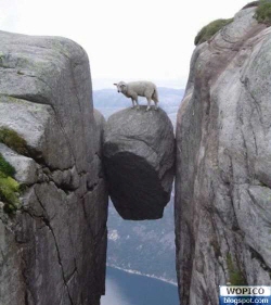 wm-dangerous-sheep.jpg