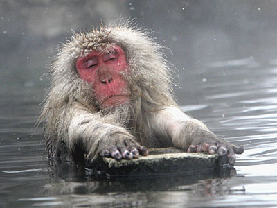 japanese-snow-monkey.jpeg