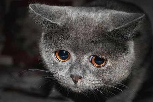 a_aaa-Cute-sad-cat-look.jpg