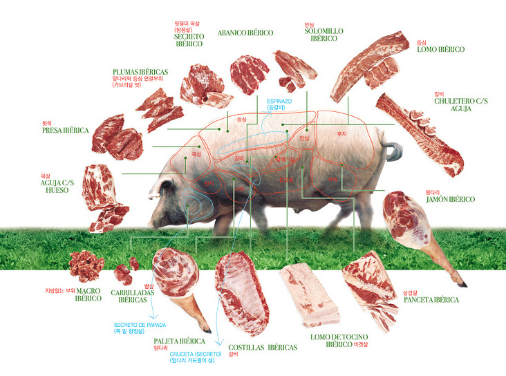 소고기, 돼지고기 부위별 영문표기 - 일반영어 - 인조이 잉글리시