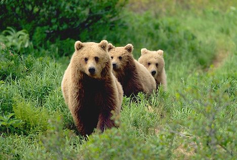 three-little-bears.jpg