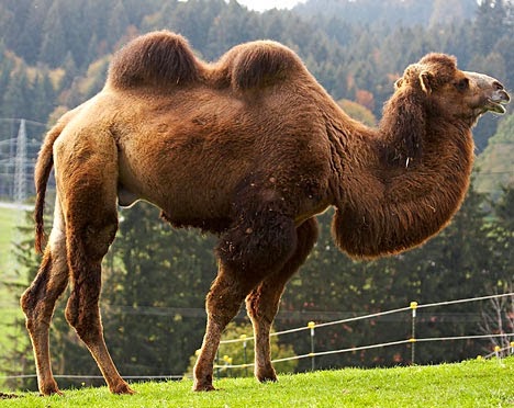 papa camel.jpg