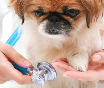 little dog being examined by vet.jpg