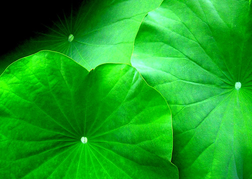 Lotus leaves.jpg